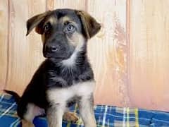 German Shepherd male puppy
