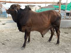 Wacha for Sale | Bachra | Bull Qurbani | Cow | Wehra | Janwar Qurbani