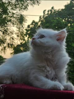 Persian kitten triple code