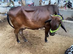 wehra, wehri or bull and cow for sale, Buffalo