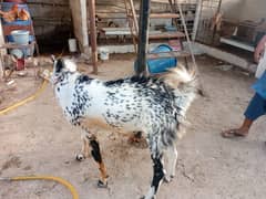 Bakra
