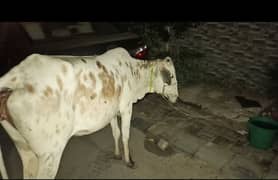 Bachiya 2 Dant