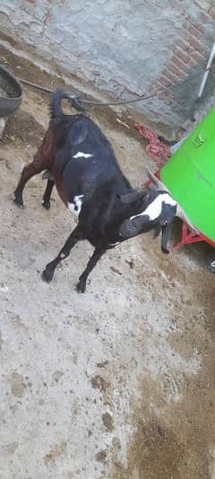 desi goat