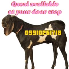 Qasai available at your door step