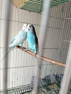 Good Size Budgie