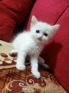 Persian