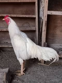 Heera / Hera / Hira