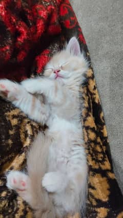 persian