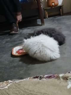 Persian cat