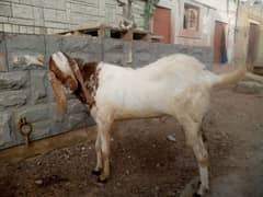Qurbani