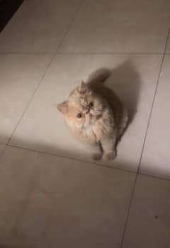 For sell
