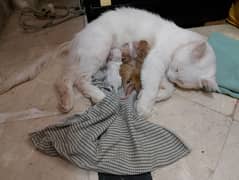 Male female 3 kids