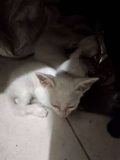 female cat and 5child for sale