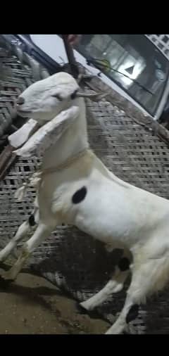 Bakray or chatray