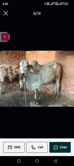 qurbani 2025