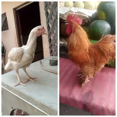 Aseel Heera & Golden Buff For Sale