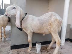 Dhumba