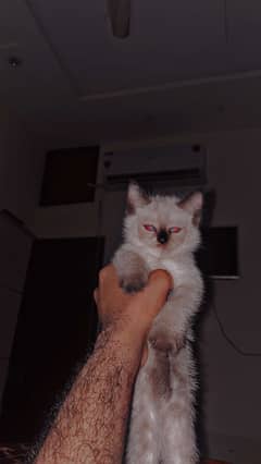 Siamese cat