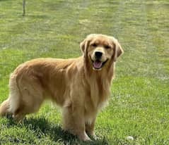 Golden Retriever Pair