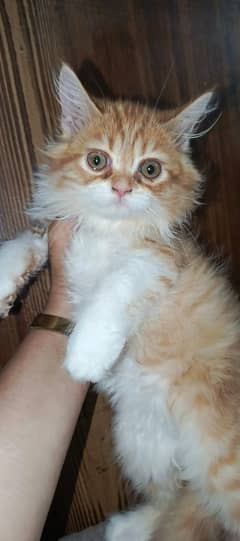Persian kitten available