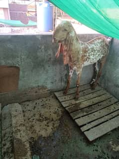 Goat Bakra Desi Qurbani
