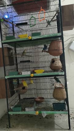 4 cages & 5 pairs love birds & 5 finch& 2 Australians parrot