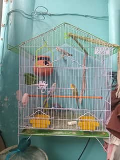 budgies for sell urgent