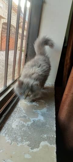 name (DIANA) 3 months age fully trained good health
