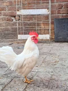 Japanese bantum male