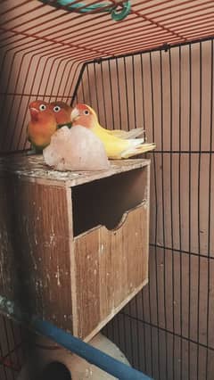 lovebirds/fishers
