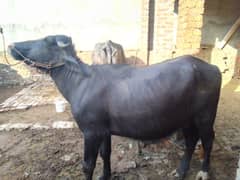 qurbani jhoti buffalo