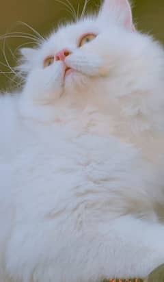 5 months kitten full active