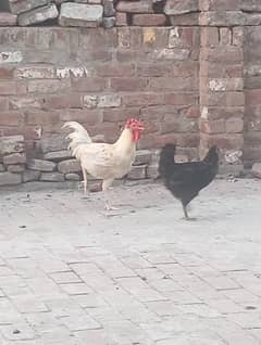 Desi hens