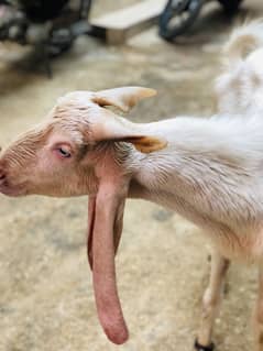 Gulabi