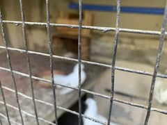 Laqa pigeon
