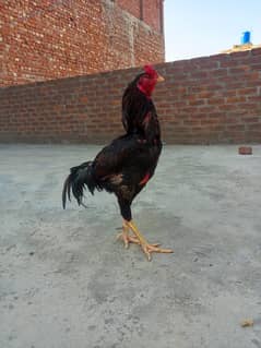 Aseel