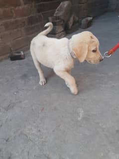 Labra Dog baby