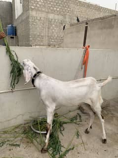 Bakra