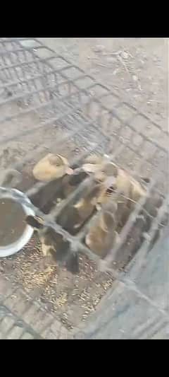 Dasi ducks Chicks