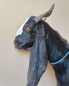 Bakra 2 dant