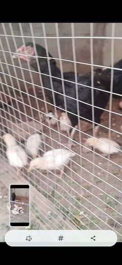 10chicks