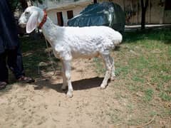 1 day  Special offer chakki wala dumba , white sheep,dunba,goat sheep