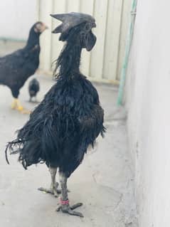 Ayam Cemani breeder Trio Kurk Hens