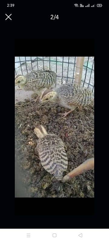 Sindhi Black Chicks 3