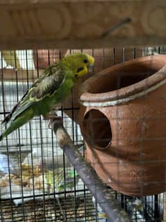 budgies