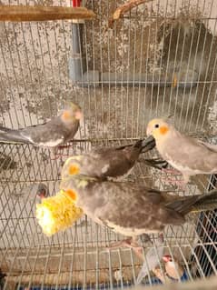cocktails,lovebird