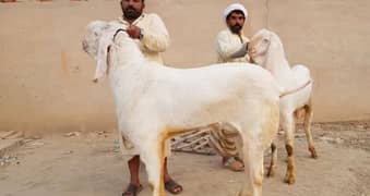 Qurbani