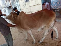 Bachra