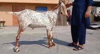 desi bakra do dant qurbani ke liye hai