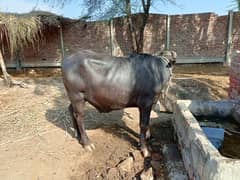 Qurbani ke leye khubsurat kata for sale